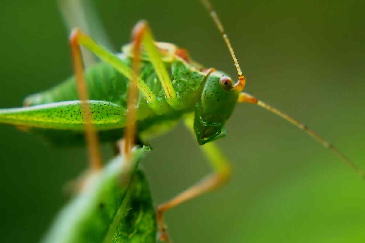 Complete Guide To Grasshoppers In Your Backyard