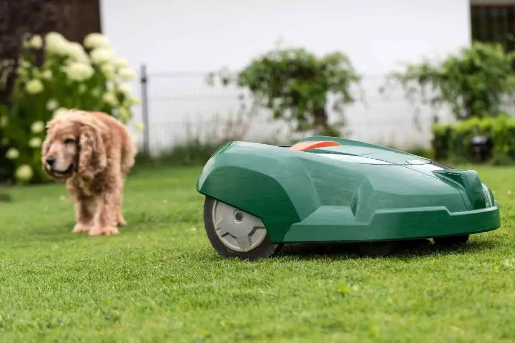 dog and robotic mower