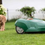 dog and robotic mower