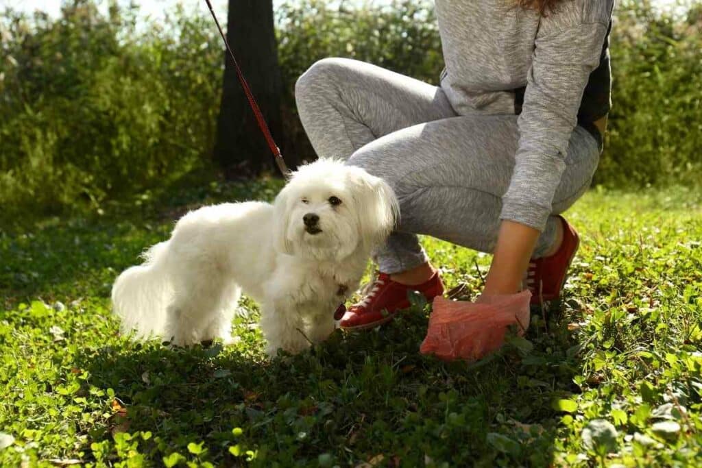 robotic mowers and dog