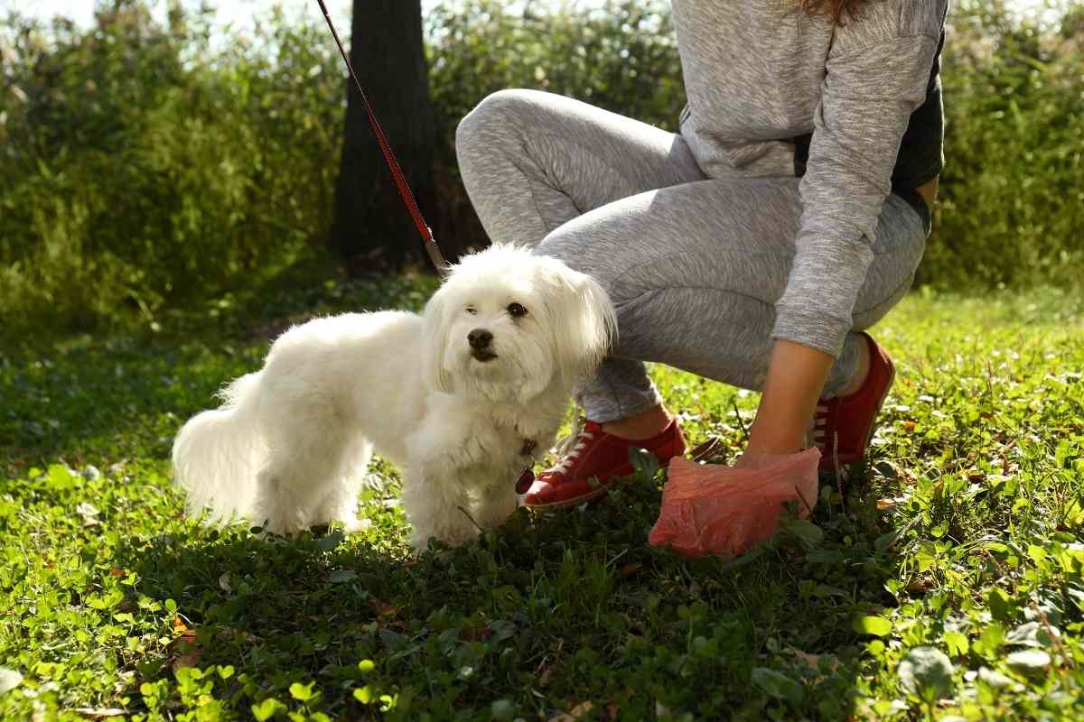 How Do Robotic Mowers Handle Dog Poop? Gardenia Organic