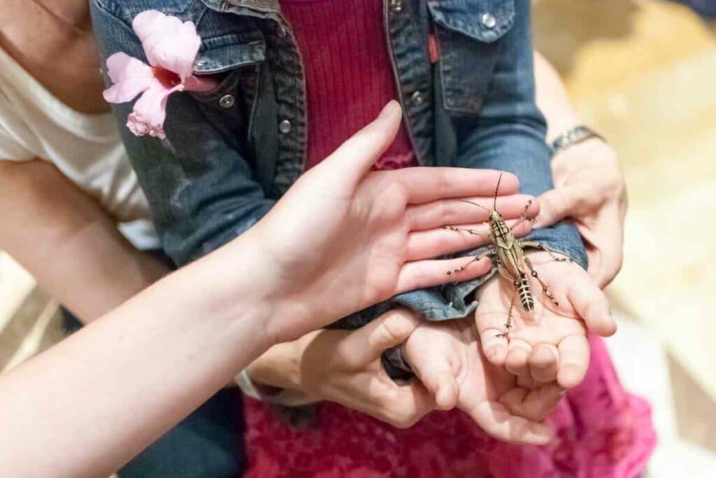 holding a grasshopper