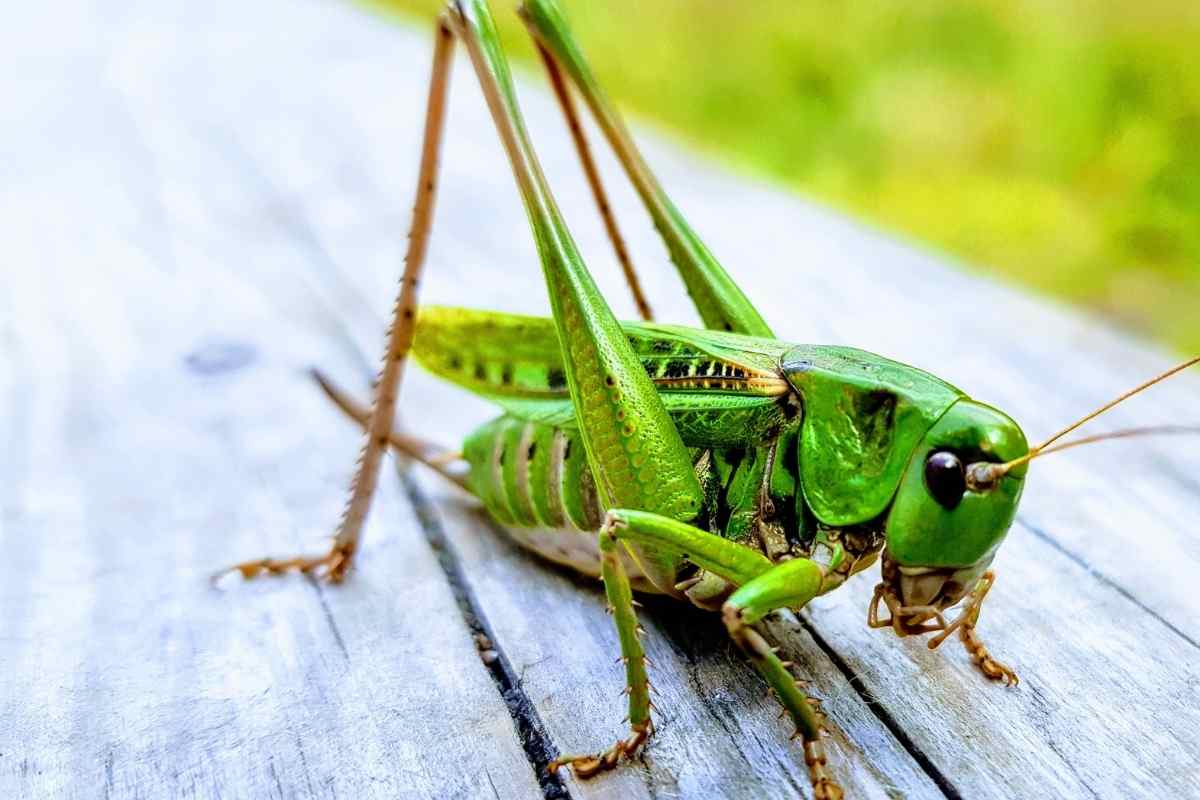 Complete Guide To Grasshoppers In Your Backyard - Gardenia Organic