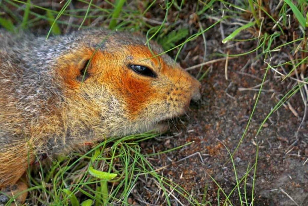 dead squirrel