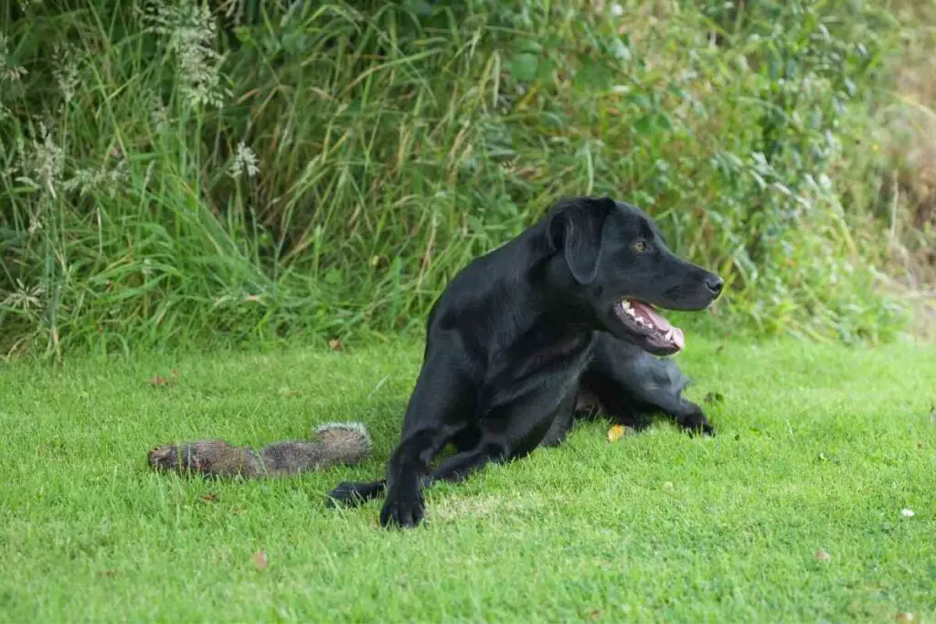 dead squirrel caught by a dog