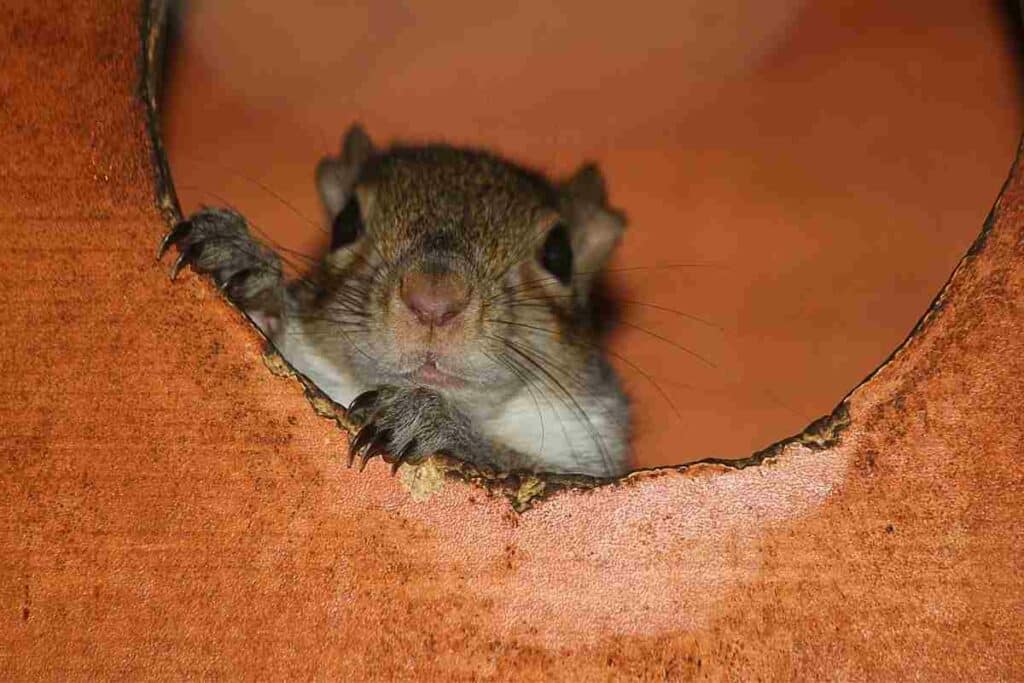 squirrel in a nest box