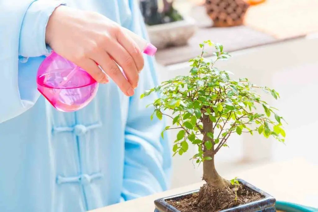 watering bonsai leaves