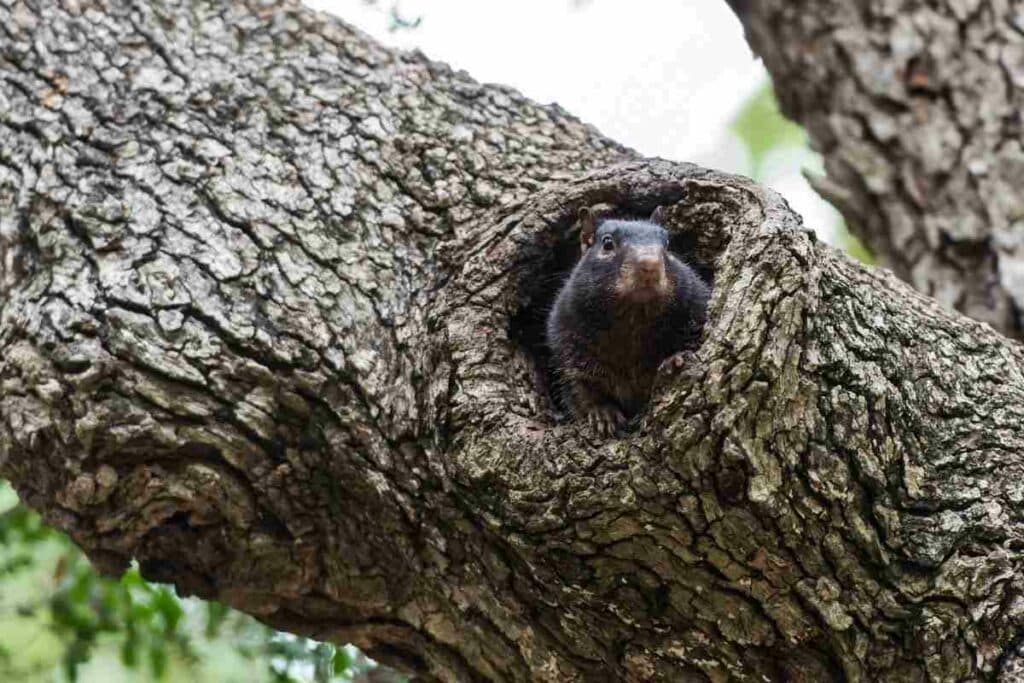 squirrel in tree