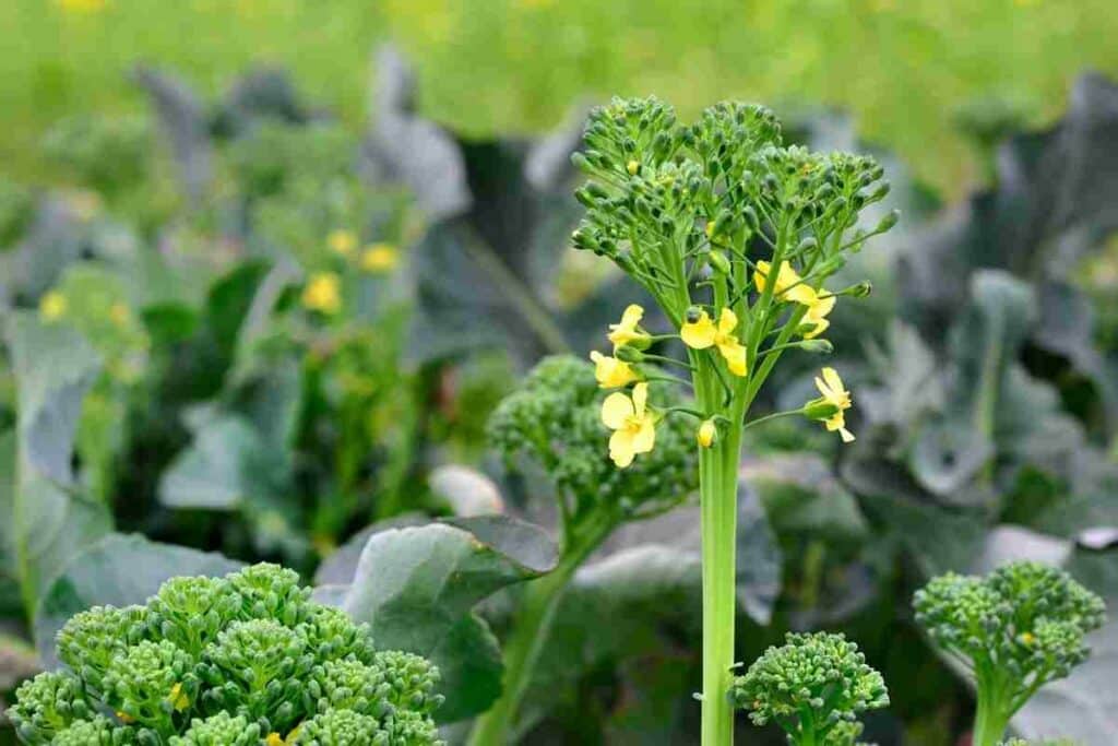 broccoli flowering