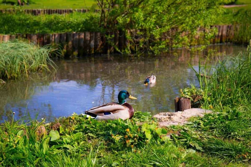 ducks and duckweed