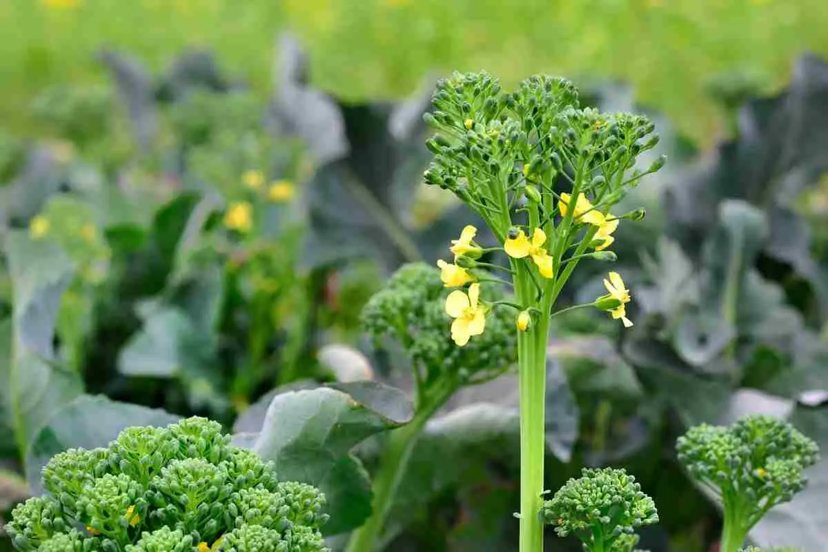 Can You Make Broccoli Flower?