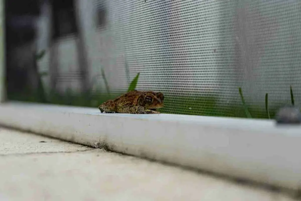frog in backyard