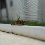frog in backyard