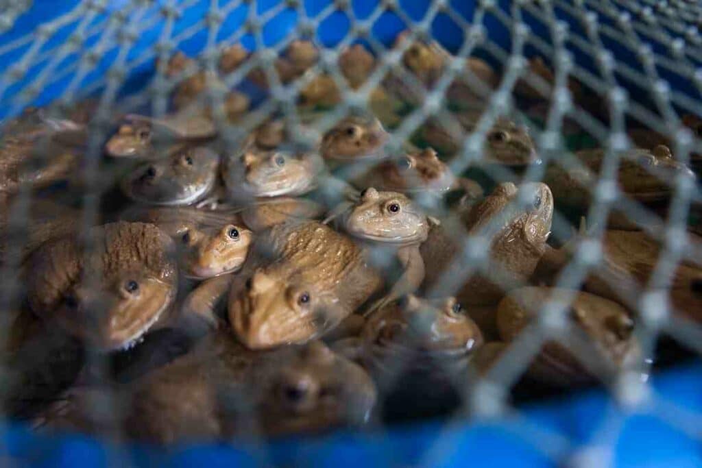 frogs in a bucket