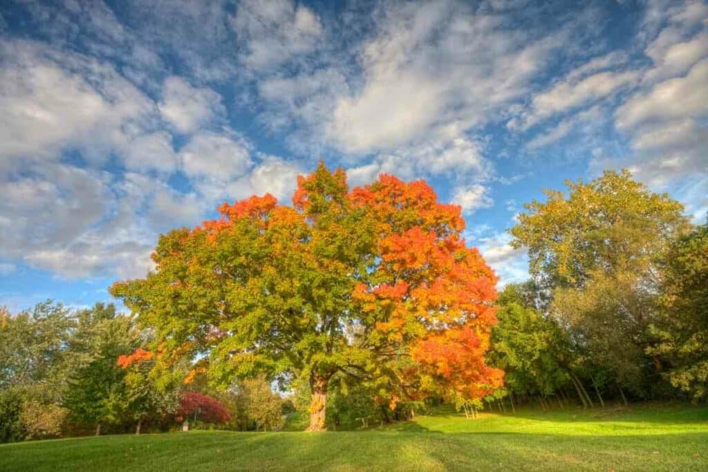 Sugar maple tree life