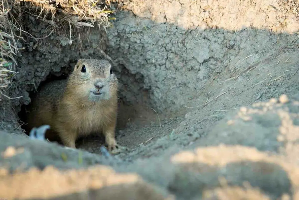 Top 5 Gopher Traps