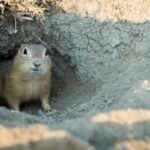 5 Best Gopher Traps for 2023 | Catch Gophers