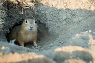 Top 5 Gopher Traps