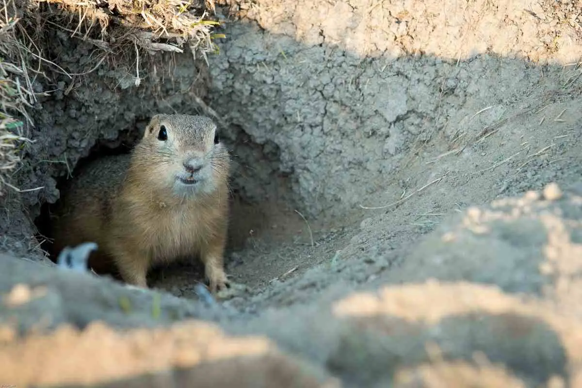 5 Best Gopher Traps for 2023 | Catch Gophers