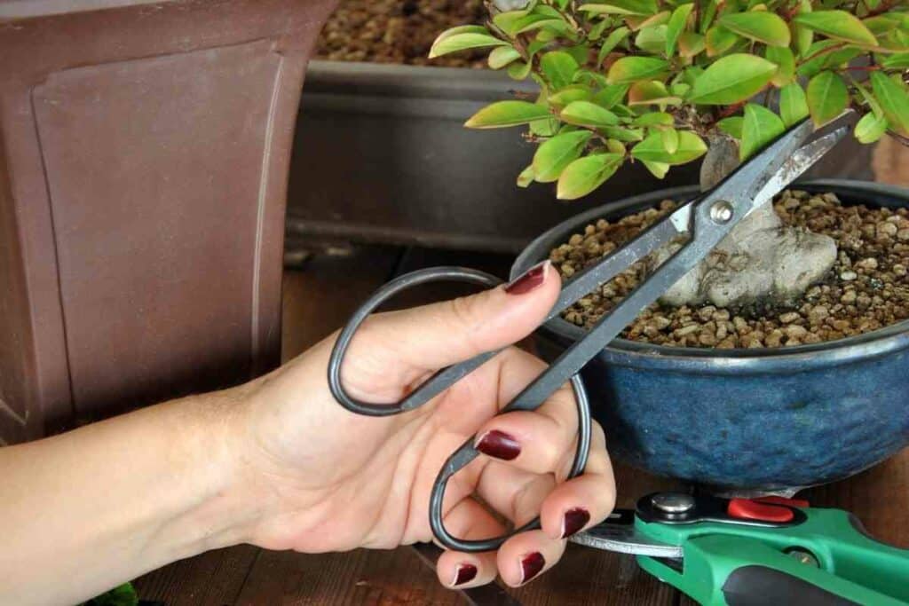 Best Japanese Bonsai tree tools