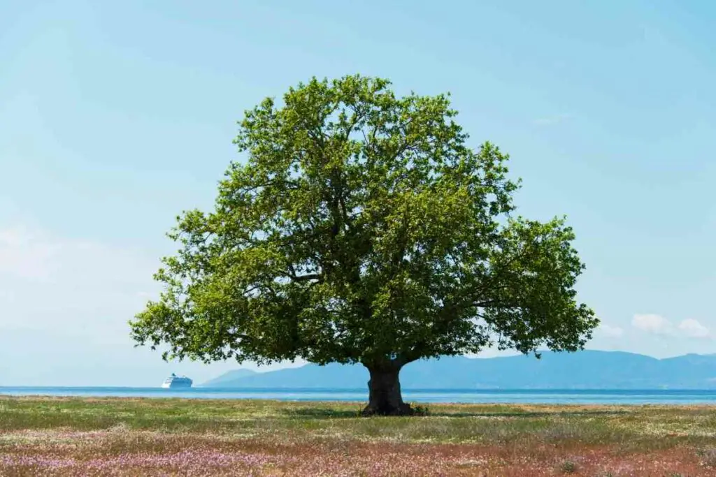 Lifespan Maple Tree