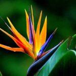 Bird Of Paradise Growth Rate