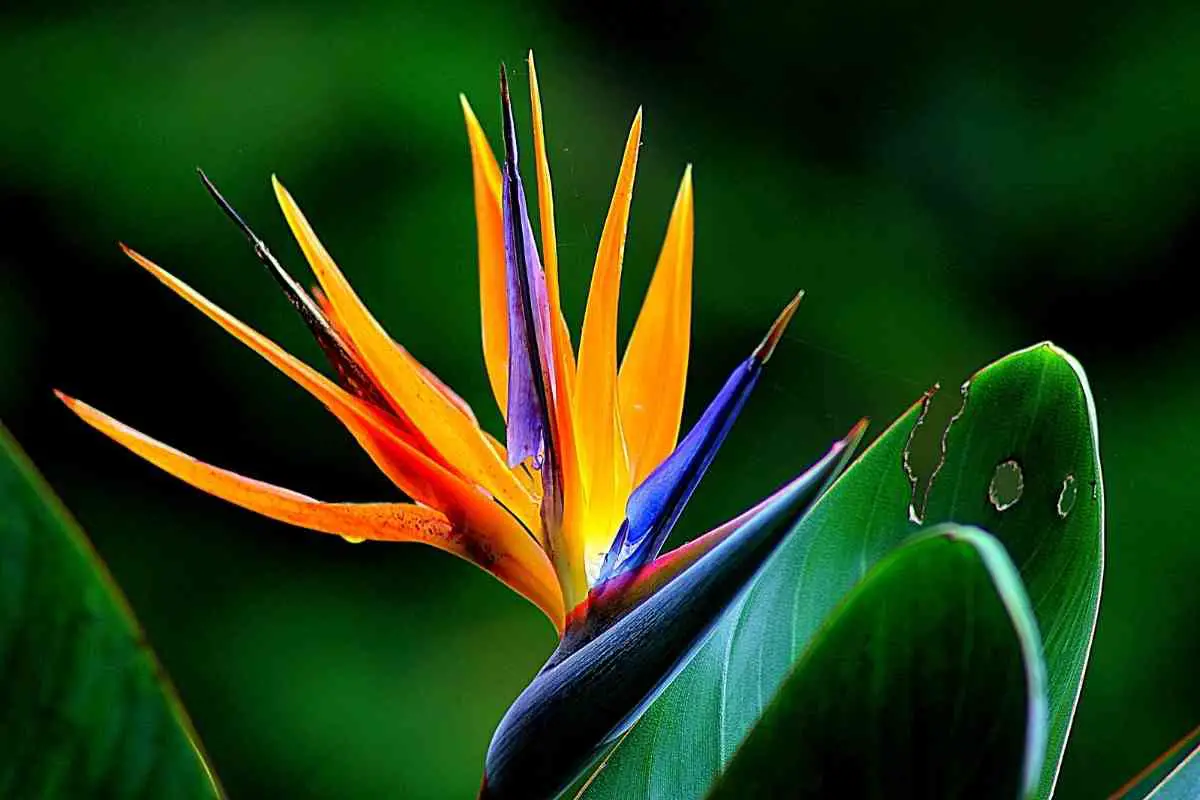 Bird Of Paradise Growth Rate