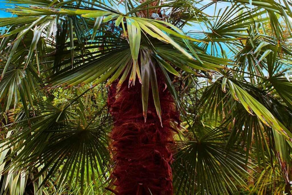 Bismarck Palm (Bismarckia nobilis)