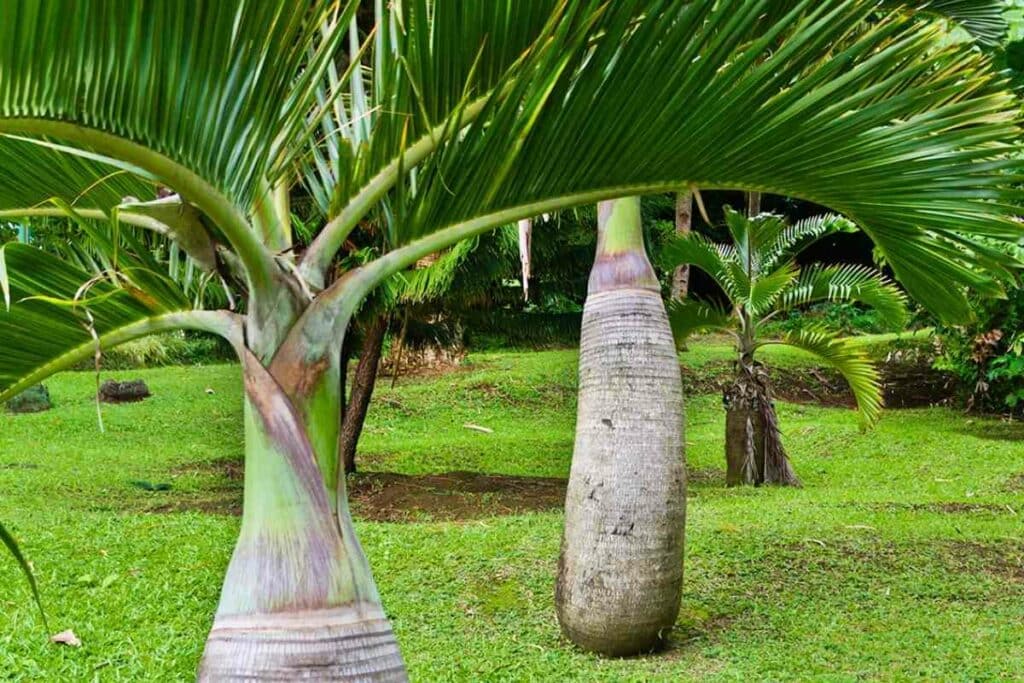 Bottle Palm (Hyophorbe lagenicaulis)