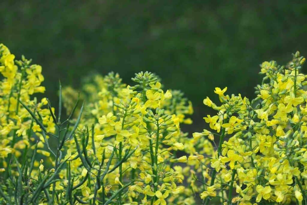 What Does Flowering Broccoli Look Like?