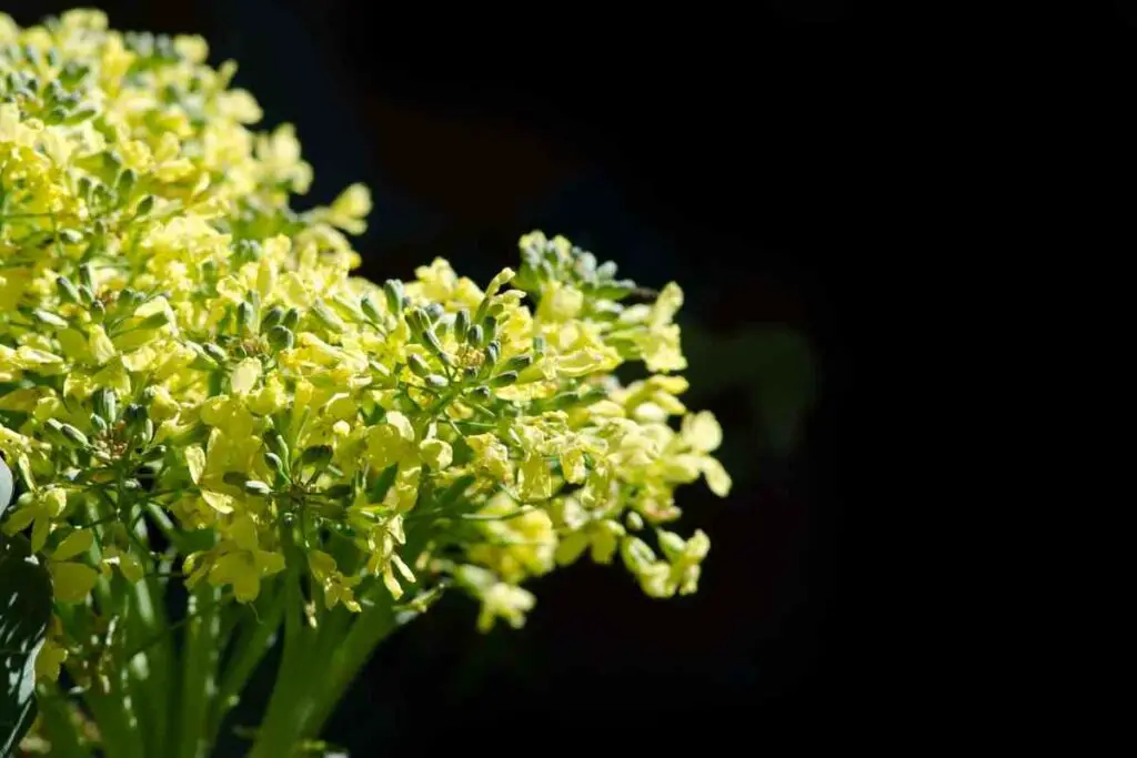 Stop Broccoli Plant from Flowering