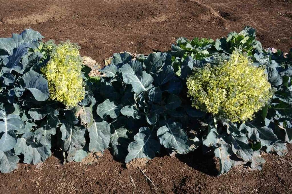 Broccoli plant garden