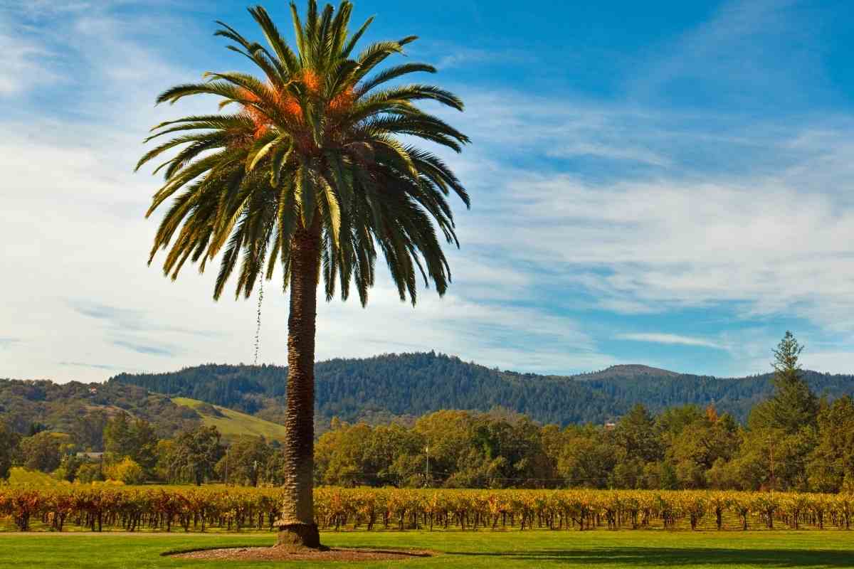 How Fast Do Palm Trees Grow? Gardenia Organic