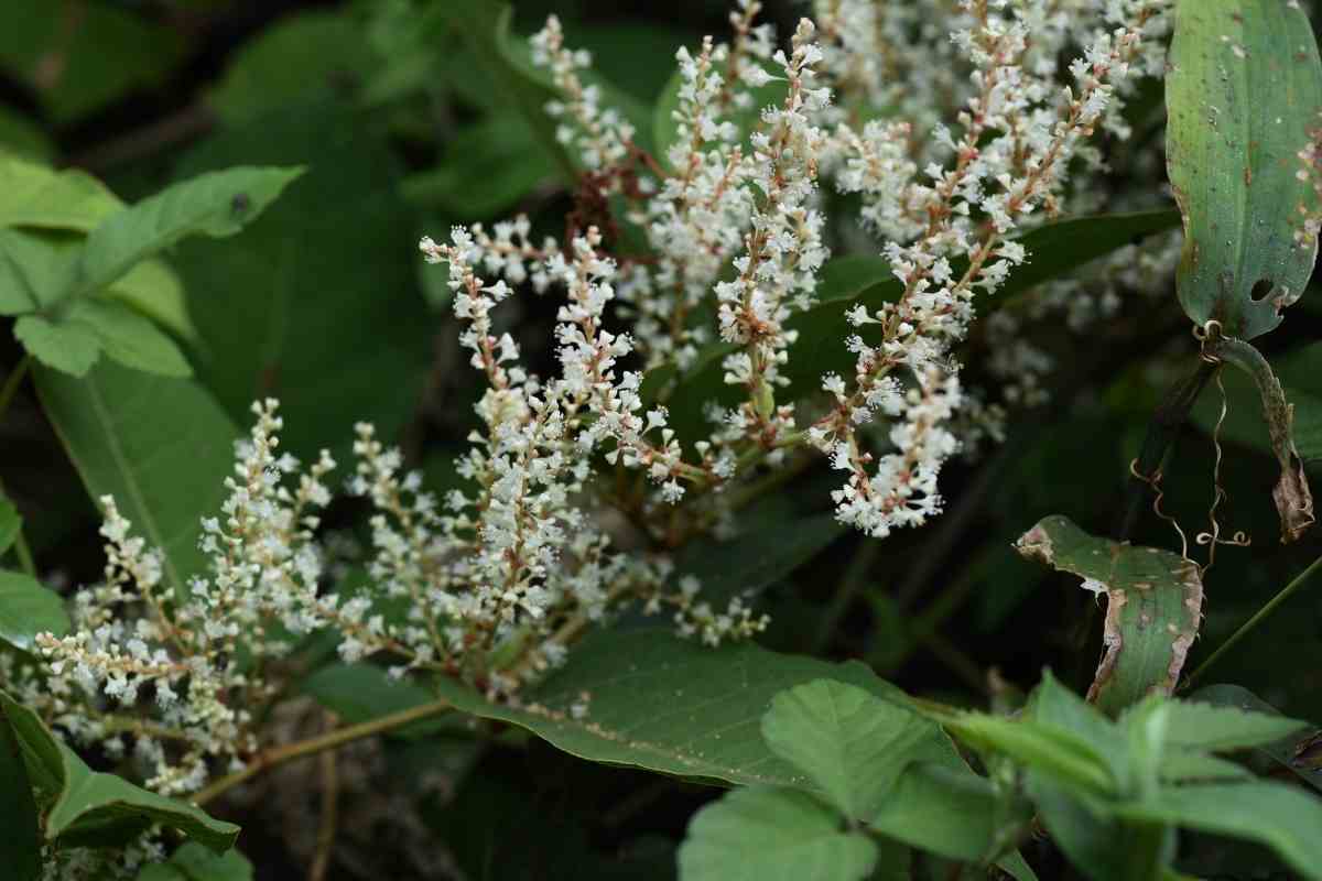 Can Japanese Knotweed Grow Through Concrete? Gardenia Organic