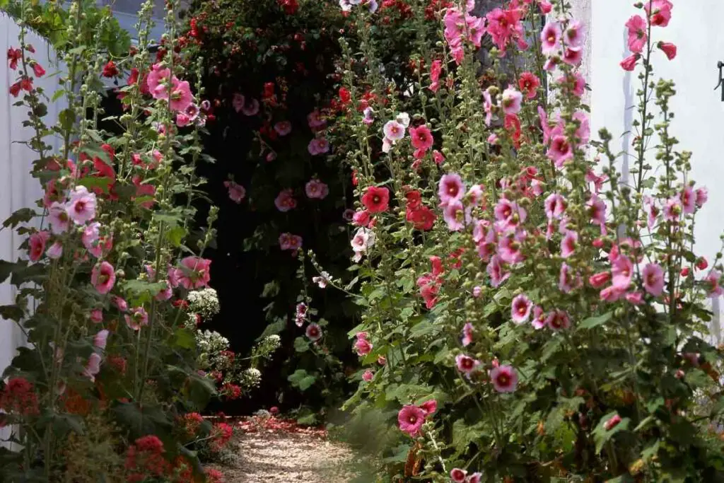 Can Hollyhocks Be Grown In Pots?