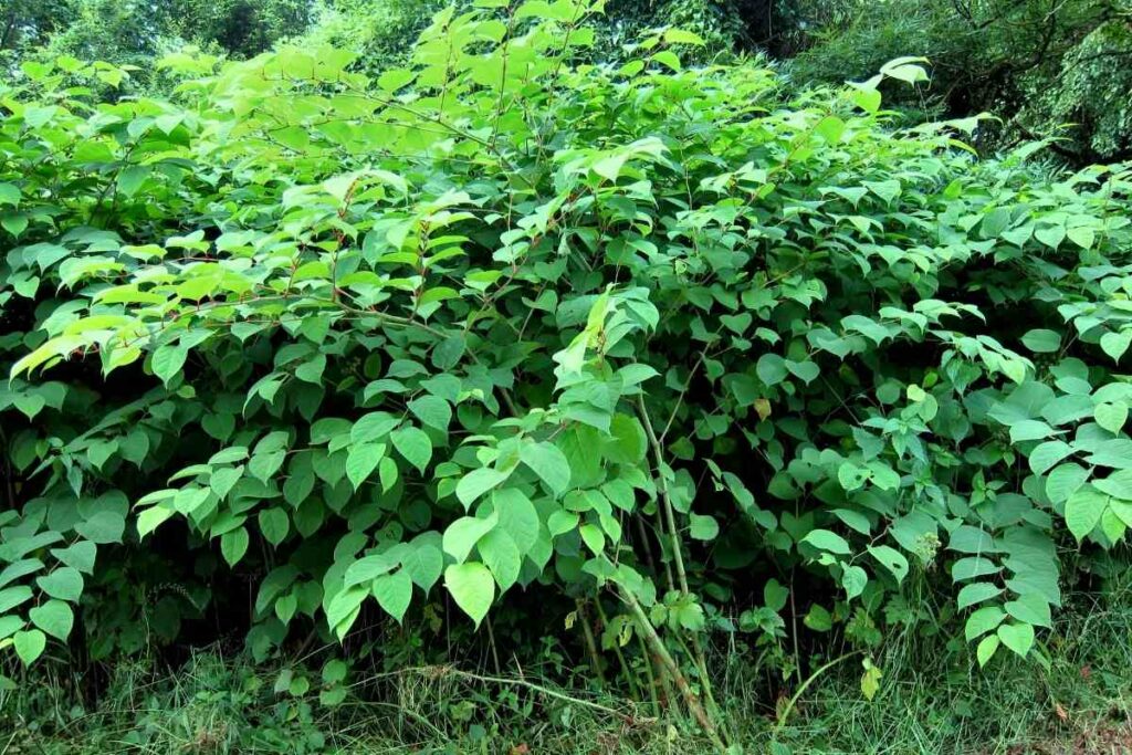 Cutting Japanese knotweed tips