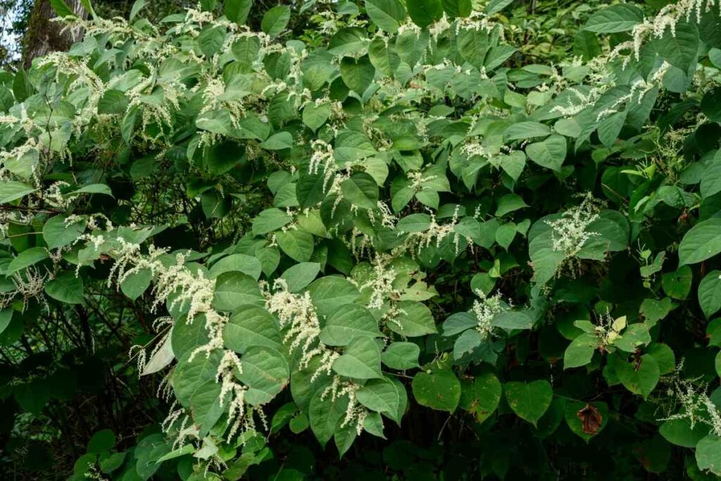 Can Japanese Knotweed Grow Through Concrete?