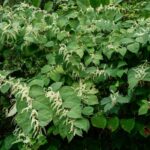 Can Japanese Knotweed Grow Through Concrete?