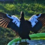 Can Muscovy Ducks Fly?