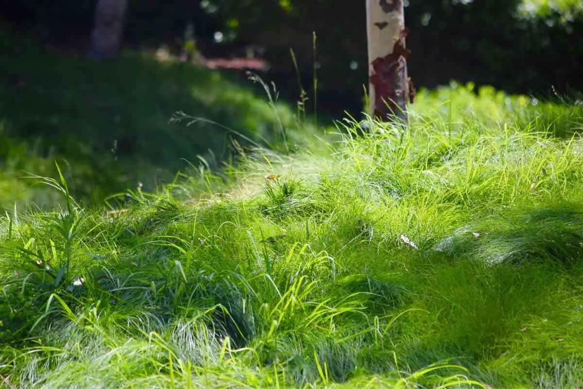 Can Robotic Mowers Cut Long Grass or Weeds?