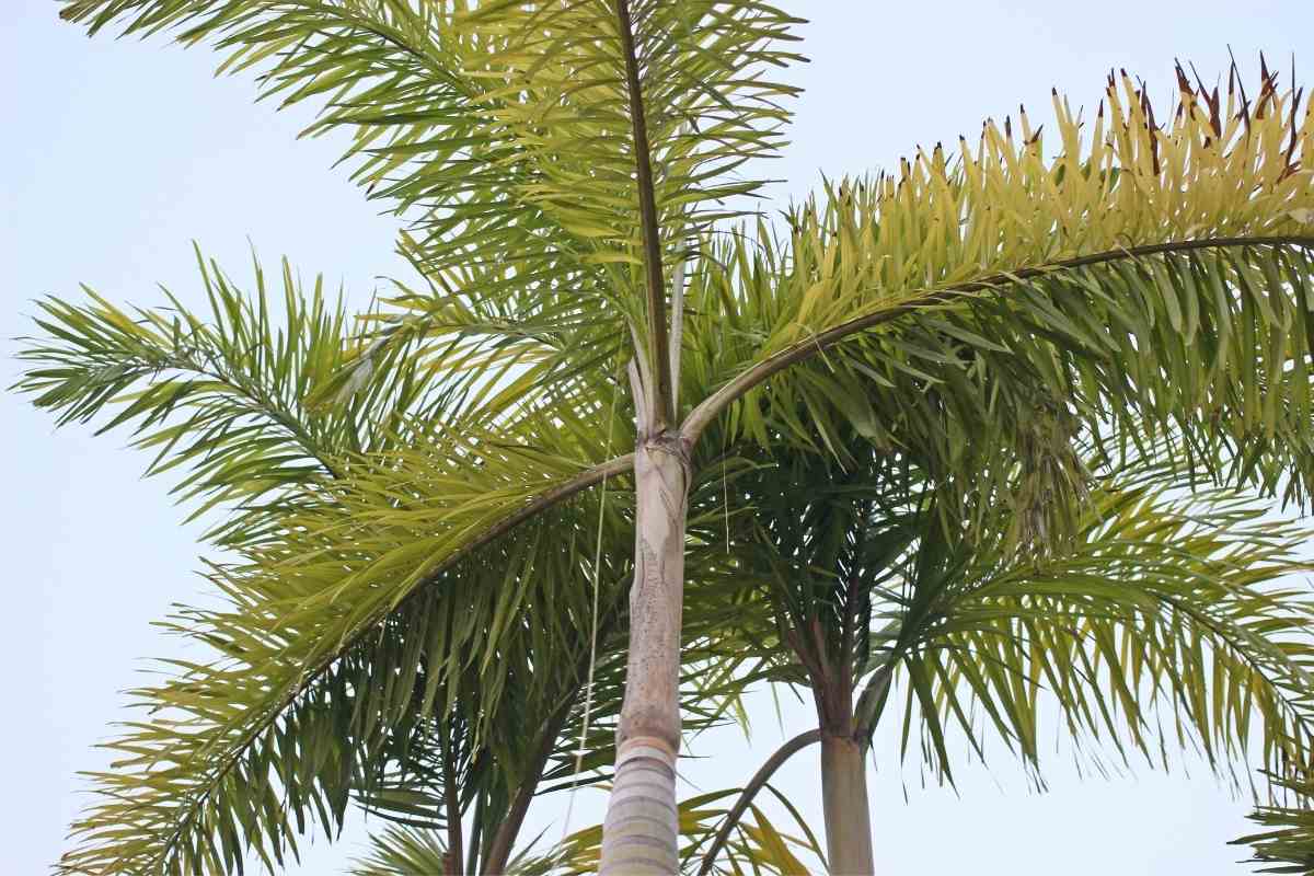How Fast Do Palm Trees Grow? Gardenia Organic