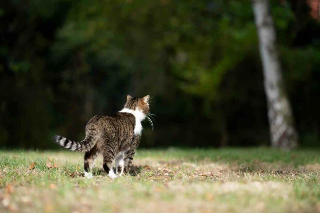 Herbal Plants That Repel Cats