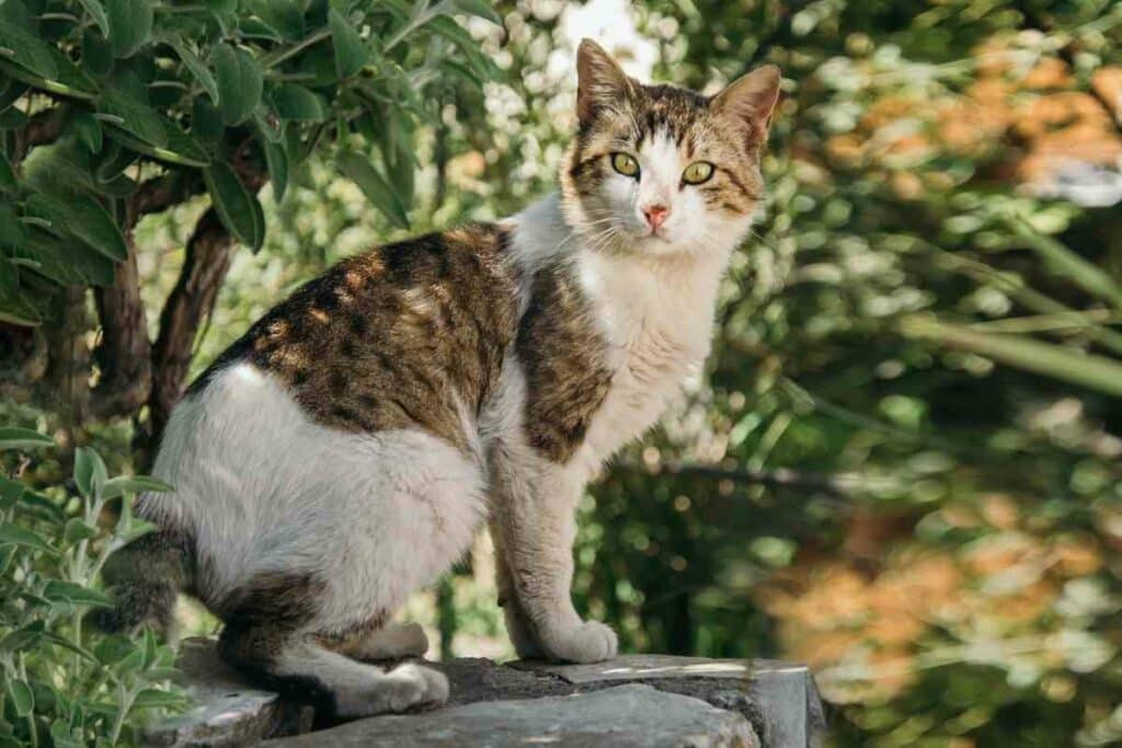 Citrus Plants That Repel Cats