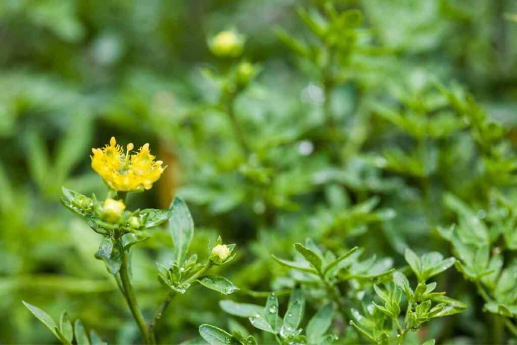 Common Rue (Ruta Graveolens)