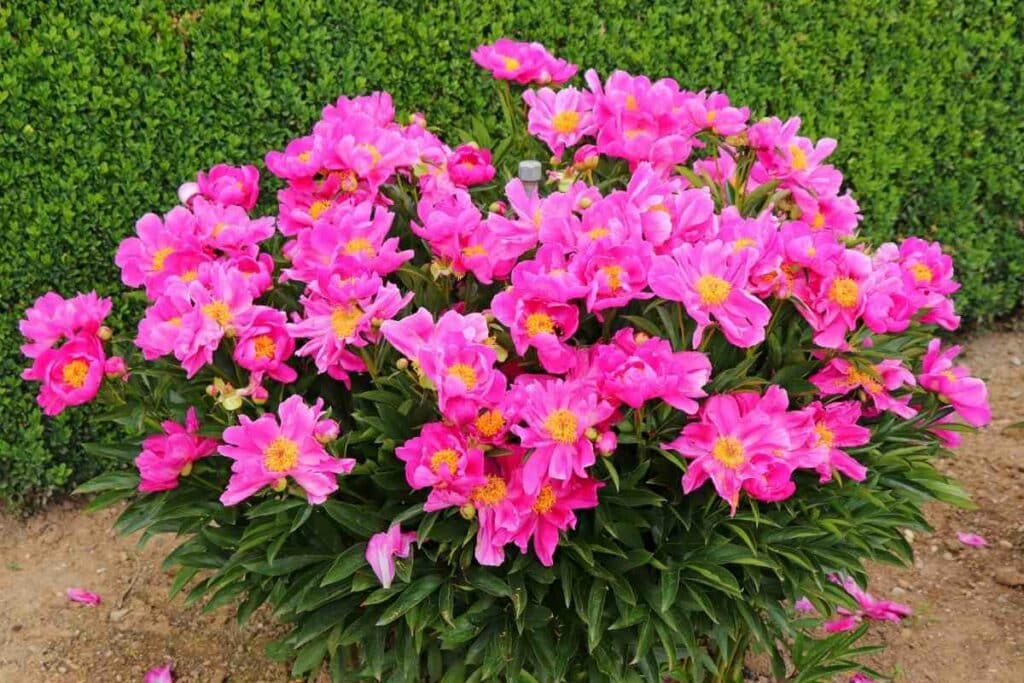 Cut Peony flowers bush