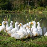 Do Geese Eat Bugs? Natural Pest Control for Your Garden Featured Image