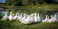 Do Geese Eat Bugs? Natural Pest Control for Your Garden Featured Image