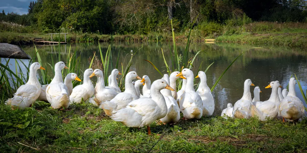 Do Geese Eat Bugs?