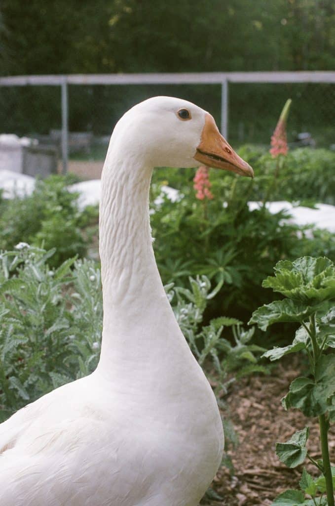 Do Geese Eat Bugs?