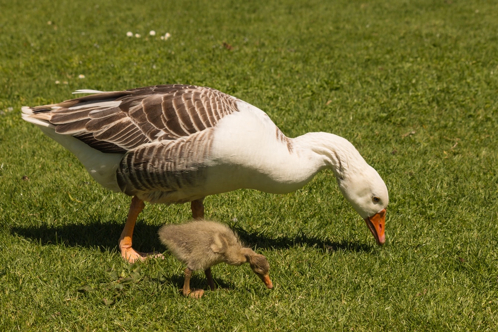 Do Geese Eat Bugs? Understanding Their Diets